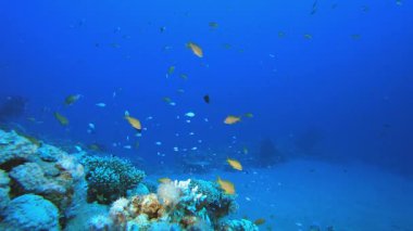 Tropik Arka plan Balığı. Su altı deniz balığı. Tropik balık resifi denizcisi. Renkli sualtı deniz manzarası. Resif mercan sahnesi. Mercan bahçesi deniz manzarası. Renkli tropikal mercan resifleri.