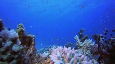 Tropik Palyaço Balığı ve Aslan Balığı. Su altı deniz balığı. Tropik balık resifi denizcisi. Renkli sualtı deniz manzarası. Resif mercan sahnesi. Mercan bahçesi deniz manzarası. Renkli tropikal mercan resifleri.
