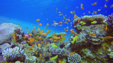 Tropik Renkli Sualtı Ambiyansı. Su altı deniz balığı. Tropik balık resifi denizcisi. Renkli sualtı deniz manzarası. Resif mercan sahnesi. Mercan bahçesi deniz manzarası. Renkli tropikal mercan resifleri.