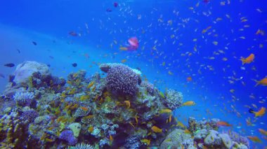 Tropik Renkli Sualtı Deniz Pelerini. Su altı deniz balığı. Tropik balık resifi denizcisi. Renkli sualtı deniz manzarası. Resif mercan sahnesi. Mercan bahçesi deniz manzarası. Renkli tropikal mercan resifleri.