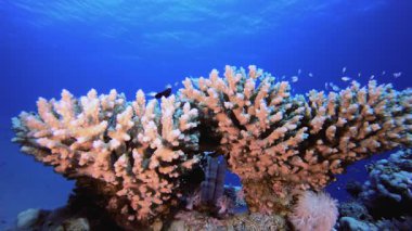 Tropik Mercan Mavi Balığı. Su altı deniz balığı. Tropik balık resifi denizcisi. Renkli sualtı deniz manzarası. Resif mercan sahnesi. Mercan bahçesi deniz manzarası. Renkli tropikal mercan resifleri.