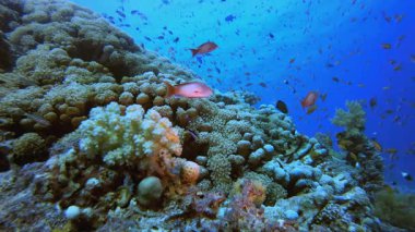 Tropik Mercan Bahçesi Deniz Hayatı. Su altı deniz balığı. Tropik balık resifi denizcisi. Renkli sualtı deniz manzarası. Resif mercan sahnesi. Mercan bahçesi deniz manzarası. Renkli tropikal mercan resifleri.