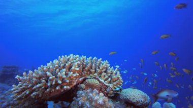 Tropik Mercan Bahçesi Portakal Balığı. Su altı deniz balığı. Tropik balık resifi denizcisi. Renkli sualtı deniz manzarası. Resif mercan sahnesi. Mercan bahçesi deniz manzarası. Renkli tropikal mercan resifleri.
