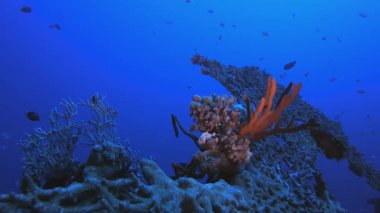Tropikal Mercan Kayalıkları Deniz Burnu. Su altı deniz balığı. Tropik balık resifi denizcisi. Renkli sualtı deniz manzarası. Resif mercan sahnesi. Mercan bahçesi deniz manzarası. Renkli tropikal mercan resifleri.