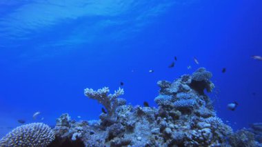 Tropik Balık ve Mercan Resifleri. Su altı deniz balığı. Tropik balık resifi denizcisi. Renkli sualtı deniz manzarası. Resif mercan sahnesi. Mercan bahçesi deniz manzarası. Renkli tropikal mercan resifleri.
