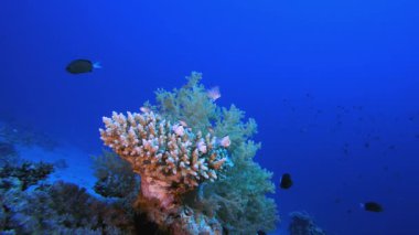 Tropik Balık ve Mercan Resifleri. Su altı deniz balığı. Tropik balık resifi denizcisi. Renkli sualtı deniz manzarası. Resif mercan sahnesi. Mercan bahçesi deniz manzarası. Renkli tropikal mercan resifleri.