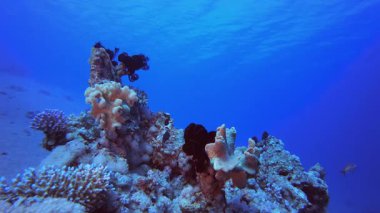 Tropik Balık ve Mercan Resifi. Su altı deniz balığı. Tropik balık resifi denizcisi. Renkli sualtı deniz manzarası. Resif mercan sahnesi. Mercan bahçesi deniz manzarası. Renkli tropikal mercan resifleri.