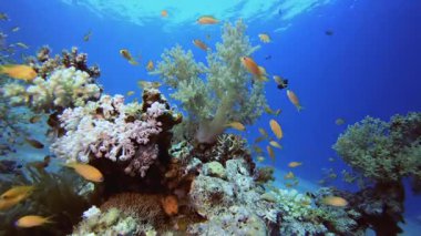 Tropik Balık ve Mercan Resifi. Su altı deniz balığı. Tropik balık resifi denizcisi. Renkli sualtı deniz manzarası. Resif mercan sahnesi. Mercan bahçesi deniz manzarası. Renkli tropikal mercan resifleri.