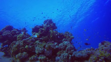 Tropik Balık ve Mercan Resifi. Su altı deniz balığı. Tropik balık resifi denizcisi. Renkli sualtı deniz manzarası. Resif mercan sahnesi. Mercan bahçesi deniz manzarası. Renkli tropikal mercan resifleri.