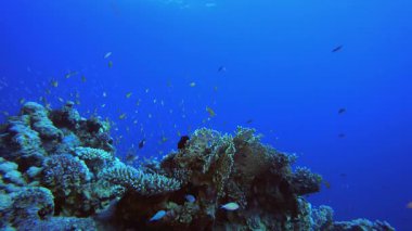 Tropik Balık ve Mercan Resifleri. Su altı deniz balığı. Tropik balık resifi denizcisi. Renkli sualtı deniz manzarası. Resif mercan sahnesi. Mercan bahçesi deniz manzarası. Renkli tropikal mercan resifleri.