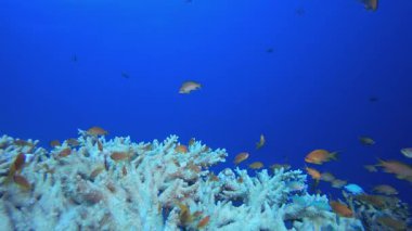 Tropik balık mercan resifi. Su altı deniz balığı. Tropik balık resifi denizcisi. Renkli sualtı deniz manzarası. Resif mercan sahnesi. Mercan bahçesi deniz manzarası. Renkli tropikal mercan resifleri.