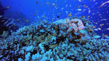 Tropikal Aslan-Balık Mercan Bahçesi. Su altı deniz balığı. Tropik balık resifi denizcisi. Renkli sualtı deniz manzarası. Resif mercan sahnesi. Mercan bahçesi deniz manzarası. Renkli tropikal mercan resifleri.