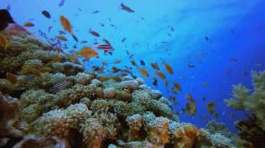 Tropik resif balığı. Su altı deniz balığı. Tropik balık resifi denizcisi. Renkli sualtı deniz manzarası. Resif mercan sahnesi. Mercan bahçesi deniz manzarası. Renkli tropikal mercan resifleri.