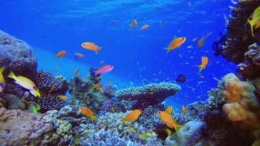 Tropik resif portakal balığı. Su altı deniz balığı. Tropik balık resifi denizcisi. Renkli sualtı deniz manzarası. Resif mercan sahnesi. Mercan bahçesi deniz manzarası. Renkli tropikal mercan resifleri.