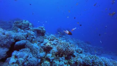 Tropik Su altı Resifi Yaşamı. Su altı Deniz Balığı. Tropik balık resifi denizcisi. Renkli sualtı deniz manzarası. Resif mercan sahnesi. Mercan bahçesi deniz manzarası. Renkli tropikal mercan resifleri.