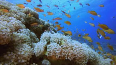 Tropikal Deniz Sualtı Renkli Balıkları. Su altı Deniz Balığı. Tropik balık resifi denizcisi. Renkli sualtı deniz manzarası. Resif mercan sahnesi. Mercan bahçesi deniz manzarası. Renkli tropikal mercan resifleri.