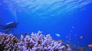 Tropikal Deniz Sualtı Dalgıcı. Mercan bahçesi deniz manzarası. Mavi su arka planı. Mavi turkuaz deniz suyu dalgaları. Renkli tropikal mercan resifleri.