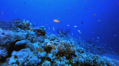 Tropikal Su altı Balıkları. Mercan bahçesi deniz manzarası. Mavi su arka planı. Mavi turkuaz deniz suyu dalgaları. Renkli tropikal mercan resifleri.