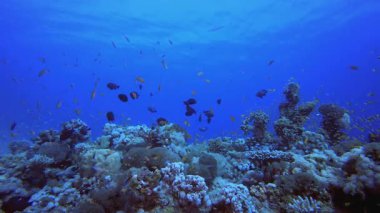 Tropikal Deniz Burnu Su Altında Yaşam. Mercan bahçesi deniz manzarası. Mavi su arka planı. Mavi turkuaz deniz suyu dalgaları. Renkli tropikal mercan resifleri.