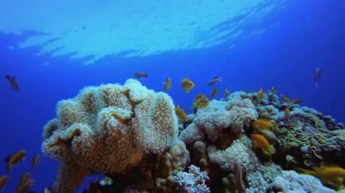 Tropical Underwater Colourful Reef. Coral garden seascape. Blue water background. Blue turquoise sea water waves. Colourful tropical coral reefs.