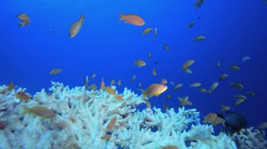 Tropik Su altı Resifi. Mercan bahçesi deniz manzarası. Mavi su arka planı. Mavi turkuaz deniz suyu dalgaları. Renkli tropikal mercan resifleri.
