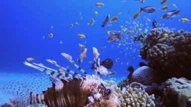 Tropik sualtı resif aslan balığı. Mercan bahçesi deniz manzarası. Mavi su arka planı. Mavi turkuaz deniz suyu dalgaları. Renkli tropikal mercan resifleri.