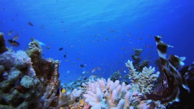 Underwater Clownfish and Lion-fish. Coral garden seascape. Blue water background. Blue turquoise sea water waves. Colourful tropical coral reefs.