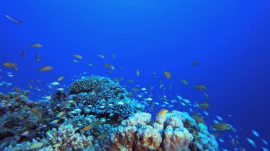 Su altı Mavi-Yeşil Balığı. Mercan bahçesi deniz manzarası. Mavi su arka planı. Mavi turkuaz deniz suyu dalgaları. Renkli tropikal mercan resifleri.
