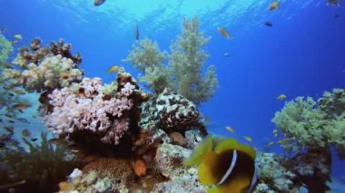 Sualtı Renkli Hayatı. Mercan bahçesi deniz manzarası. Mavi su arka planı. Mavi turkuaz deniz suyu dalgaları. Renkli tropikal mercan resifleri.