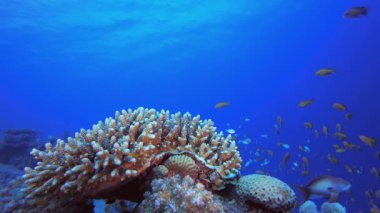 Su altı Renkli Resifi. Mercan bahçesi deniz manzarası. Mavi su arka planı. Mavi turkuaz deniz suyu dalgaları. Renkli tropikal mercan resifleri.