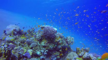 Sualtı Renkli Tropikal Resif Balığı 4K 00 _ 60