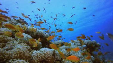 Sualtı Renkli Dünya 4K 00 _ 37