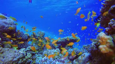 Su altı mercan resifi manzarası 4K 00 _ 37