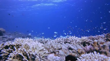 Su altı mercan resifi manzarası. Mercan bahçesi deniz manzarası. Mavi su arka planı. Mavi turkuaz deniz suyu dalgaları. Renkli tropikal mercan resifleri.