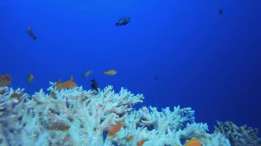 Su altı mercan resifi denizcisi. Mercan bahçesi deniz manzarası. Mavi su arka planı. Mavi turkuaz deniz suyu dalgaları. Renkli tropikal mercan resifleri.