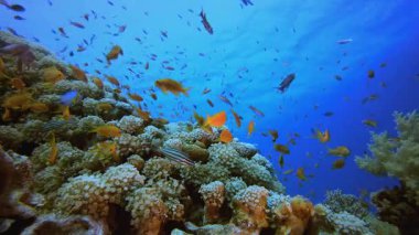Su altı mercan resif balığı. Mercan bahçesi deniz manzarası. Mavi su arka planı. Mavi turkuaz deniz suyu dalgaları. Renkli tropikal mercan resifleri.