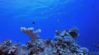 Su altı mercan resif balığı. Mercan bahçesi deniz manzarası. Mavi su arka planı. Mavi turkuaz deniz suyu dalgaları. Renkli tropikal mercan resifleri.