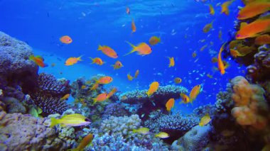 Underwater Fish Coral Reef. Coral garden seascape. Blue water background. Blue turquoise sea water waves. Colourful tropical coral reefs.