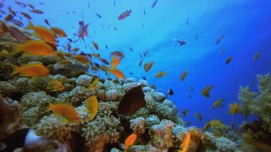 Sualtı Balık Mercan Resifi. Mercan bahçesi deniz manzarası. Mavi su arka planı. Mavi turkuaz deniz suyu dalgaları. Renkli tropikal mercan resifleri.