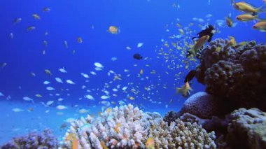 Underwater Fish Coral Reef. Coral garden seascape. Blue water background. Blue turquoise sea water waves. Colourful tropical coral reefs.
