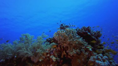Sualtı Balık Mercan Resifi Aslan Balığı. Mercan bahçesi deniz manzarası. Mavi su arka planı. Mavi turkuaz deniz suyu dalgaları. Renkli tropikal mercan resifleri.
