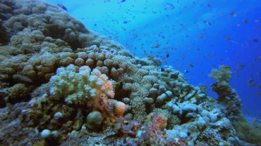 Su altı balık resifi denizcisi. Mercan bahçesi deniz manzarası. Mavi su arka planı. Mavi turkuaz deniz suyu dalgaları. Renkli tropikal mercan resifleri.