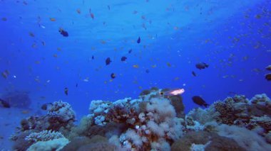 Sualtı Okyanusu Hayat Balığı. Mercan bahçesi deniz manzarası. Mavi su arka planı. Mavi turkuaz deniz suyu dalgaları. Renkli tropikal mercan resifleri.
