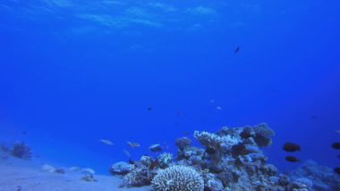 Sualtı Okyanusu Hayat Balığı. Mercan bahçesi deniz manzarası. Mavi su arka planı. Mavi turkuaz deniz suyu dalgaları. Renkli tropikal mercan resifleri.