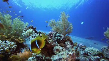 Sualtı Okyanusu Hayat Balığı. Mercan bahçesi deniz manzarası. Mavi su arka planı. Mavi turkuaz deniz suyu dalgaları. Renkli tropikal mercan resifleri.