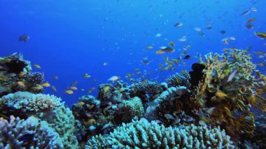 Underwater Ocean Life Fish. Coral garden seascape. Blue water background. Blue turquoise sea water waves. Colourful tropical coral reefs.