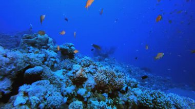 Sualtı Sahne Mercan Resifi. Mercan bahçesi deniz manzarası. Mavi su arka planı. Mavi turkuaz deniz suyu dalgaları. Renkli tropikal mercan resifleri.