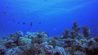 Su altı Dünya Hayatı. Mercan bahçesi deniz manzarası. Mavi su arka planı. Mavi turkuaz deniz suyu dalgaları. Renkli tropikal mercan resifleri.