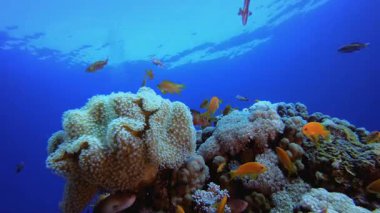 Underwater Soft Coral Reef. Coral garden seascape. Blue water background. Blue turquoise sea water waves. Colourful tropical coral reefs.