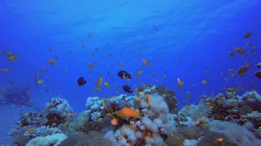Sualtı Tropikal Mercan Resifi. Mercan bahçesi deniz manzarası. Mavi su arka planı. Mavi turkuaz deniz suyu dalgaları. Renkli tropikal mercan resifleri.